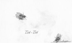Insectos - 4 - Mosca Tse Tse